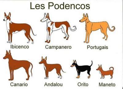 podenco paternino|Types of Podenco